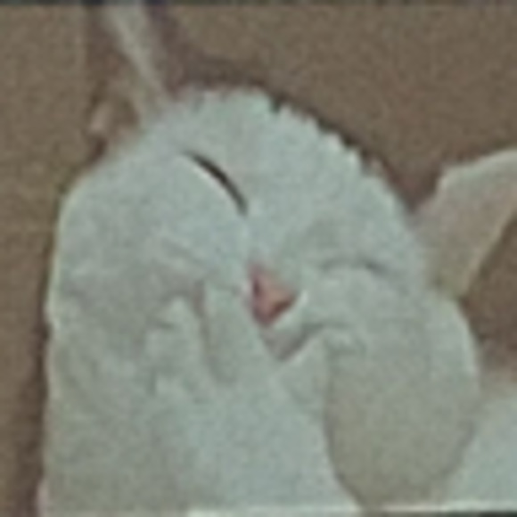 Meet your Posher, Gina - Picture 1 of 1